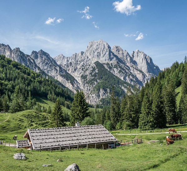 Almwiese mit Holzstall im Vordergrund, grasende Kühe, Nadelwald und schroffe Felsberge unter blauem Himmel.