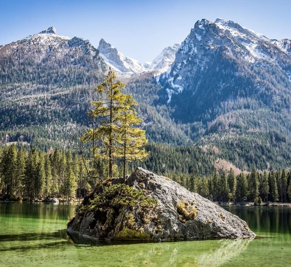 Kleine Felseninsel mit einem einsamen Baum im klaren grünen Bergsee vor Nadelwald und schneebedeckten Gipfeln.