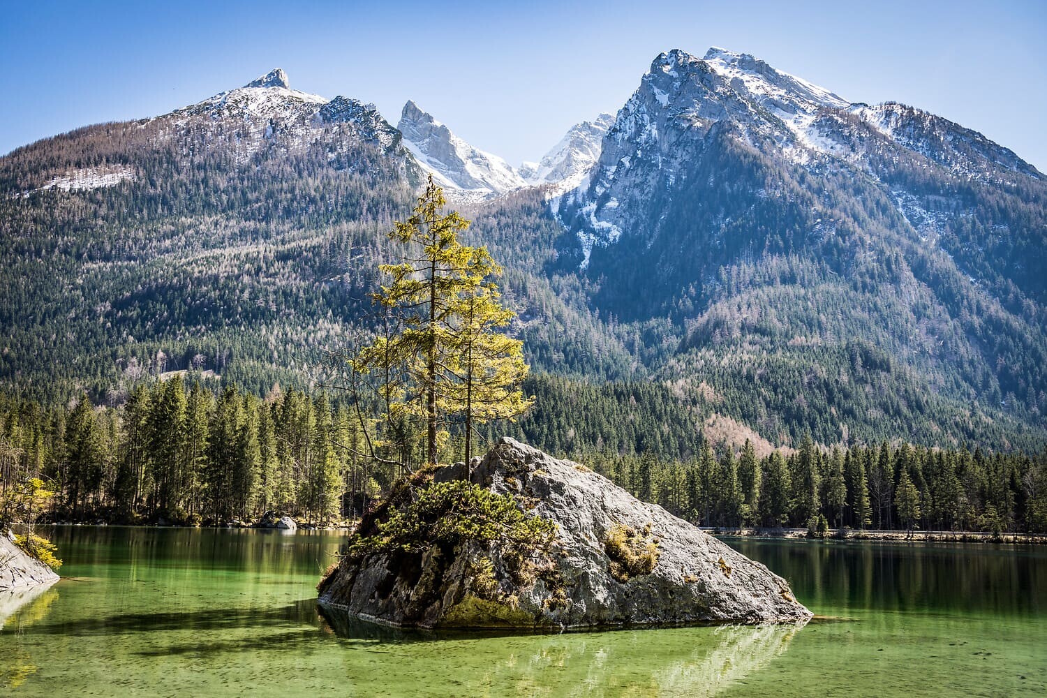 Kleine Felseninsel mit einem einsamen Baum im klaren grünen Bergsee vor Nadelwald und schneebedeckten Gipfeln.