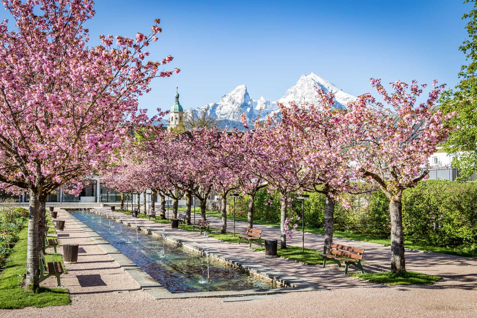 Allee blühender Kirschbäume entlang eines Wasserkanals mit Bänken, im Hintergrund schneebedeckte Berge und Kirchturm.